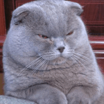 [EXO] <b>냐오</b>오오-ㅅ-