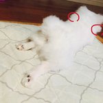 [강아지] 강아지 보조귀 ..?