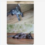 [고양이] 사라진 블루(가칭)