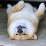 반배정헷<b>꿀꿀</b> 진심ㅋㅋㅋㄱㅋㅋ
