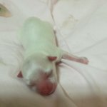 <b>짱아</b> 출산과코코 성장