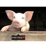 [반배정] 얘들아 반배정헤<b>꿀꿀</b>