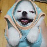 알땀 신상 <b>틴트</b> 왜이러징
