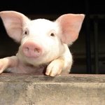 [댓글부탁해] 추가+>반배정헷꿀꿀의 <b>유래</b>