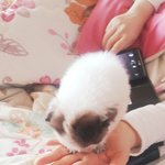 [사진] 아주 작은 새끼강아지 입양하실 분 있으실까요?ㅠㅠ