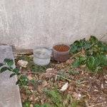 양순이의 실종과 사라진 블루