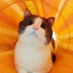 [꿀고양이] 꿀고양이 보면서 힐링하세요~~