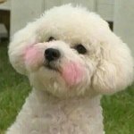 [EXO] 비비는 <b>비숑</b>중에서도 더