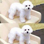 [EXO] 아니ㅅㅂ비비 왜이렇게 귀여움?