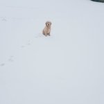 <b>산속</b>의 천사 골든리트리버