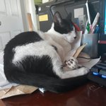 <b>우리</b>집고양이 <b>돼지</b>임