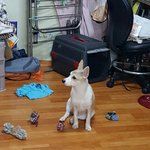 대구 <b>남구</b> 대명역부근 잃어버린 아이 (강아지) 찾습니다