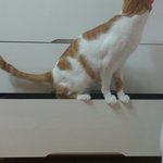 나의 동거묘 <b>도칠</b>이 개명안함