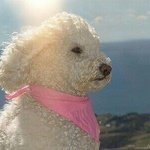 배고프네 <b>슈밤</b>