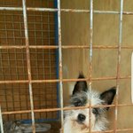 [강아지] 2개월때 입양가 2달만에 파양된 <b>믹스</b>견 여름이