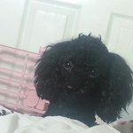 [EXO] 와서 울<b>집</b> 강쥐의 똘망을 보고가셈