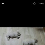 야 이 개 무슨<b>종이</b>야??