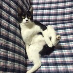 [퐁타네] 아재 고양이가 있는 집으로~