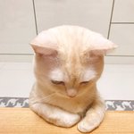 [댓글부탁해] 미쳐라 청지켓 <b>사본</b>사람?