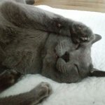 [고양이] 고양이가 사는집