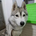 [EXO] 우리집강아지 돼지<b>무릎뼈</b>주면