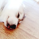 [EXO] 우리집강아지 어릴때 개귀여움