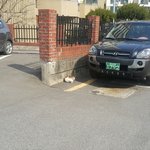[고양이] +추가) 냥이키우시는분들꼭...이거 출산인가요?