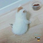 [댓글부탁해] 산에서 ㅈㄴ귀여운애봄ㅋㅋㅋㅋㅋ