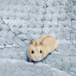 우리집 햄쥐 께끔이보고가