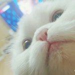 [고양이] <b>모찌</b>를 소개합니다 3탄