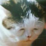 [조언부탁해] 키스미속눈썹영양제어떰