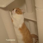 [유봉이네] 아재 고양이 강림