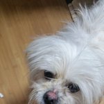 인천 말티즈 보호중입니다