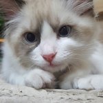 [고양이] <b>배변</b>훈련 되었음에도 불구하고,,,