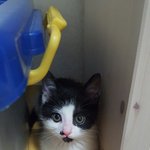 [고양이] 캣초딩 코복이를 소개합니다:<b>D</b> 2