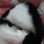 우리집 고양이 이거보자마자 <b>생각남</b>ㅋㅋㅋ