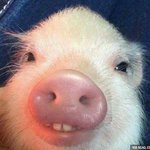 반배정헷<b>꿀꿀</b>반배정헷<b>꿀꿀</b>반배정헷<b>꿀꿀</b>반배정헷<b>꿀꿀</b>