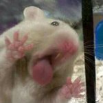 <b>쌍쌍</b>바짱맛있따