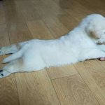 숨막히는_국내_암캐_<b>뒷태</b>. jpg