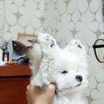 벌세우기_sm_플레이어_해외_<b>직수입</b> .jpg