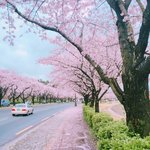 [모두드루와] 로제 음색 꿀이다 진짜