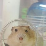 우리 <b>햄스터</b> 자랑해도 되남