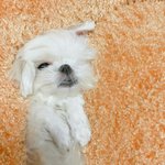 [조언부탁해] 새학기에 <b>예습</b>한하고 온 애들 어때 ㅠㅠ..