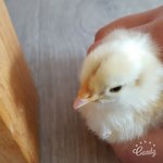 우리집 병아리 세마리 키우는데