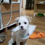 [동행세상] 가로등 <b>불빛</b>을 의지하며 추위와 싸우던 믹스견 렉스.