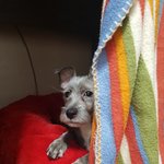 [동행세상] 2개월때 입양가 2달만에 <b>입질</b>한다는 이유로 파양되어 돌아온...