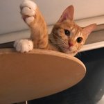 [고양이] 다정함으로 중무장한 아기고양이가 평생 부릴 <b>집사</b>를 찾아요.