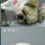[강아지] 사람 대 사람으로서 이건좀..