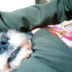 [방탈죄송] <b>큰일</b>났어요..강아지가..