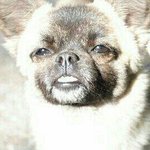 다들반배<b>정어</b>케됨
